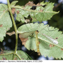 Diogma glabrata : habitus - male