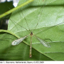 Diogma glabrata : habitus - male