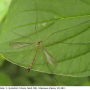 Diogma glabrata : habitus - male