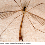 Diogma glabrata : habitus - male
