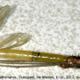 Diogma glabrata : habitus - male