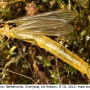 Diogma glabrata : habitus - male