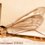 Diogma glabrata : habitus - male
