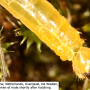 Diogma glabrata : body part(s) - abdomen