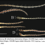 Diogma glabrata : body part(s) - antenna