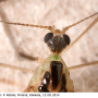 Diogma glabrata : body part(s) - head and antenna