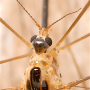 Diogma glabrata : body part(s) - head and antenna