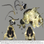 Diogma glabrata : body part(s) - head and thorax