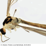 Diogma glabrata : body part(s) - head and thorax