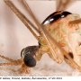 Diogma glabrata : body part(s) - head and thorax