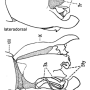 Diogma glabrata : hypopygium