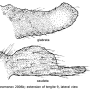 Diogma glabrata : hypopygium