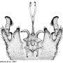 Diogma glabrata : hypopygium