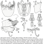 Diogma glabrata : hypopygium