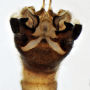 Diogma glabrata : hypopygium