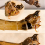 Diogma glabrata : hypopygium