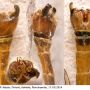 Diogma glabrata : hypopygium