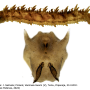 Diogma glabrata : larva