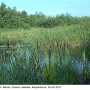 Diogma glabrata : habitat