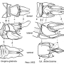 Diogma glabrata : ovipositor
