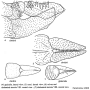 Diogma glabrata : ovipositor