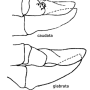 Diogma glabrata : ovipositor