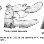 Diogma glabrata : ovipositor
