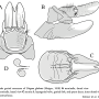 Diogma glabrata : ovipositor