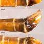 Diogma glabrata : ovipositor