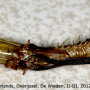 Diogma glabrata : pupa