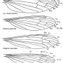 Diogma glabrata : wing