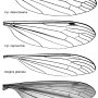 Diogma glabrata : wing