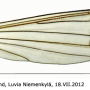 Diogma glabrata : wing