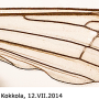 Diogma glabrata : wing