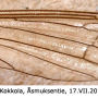 Diogma glabrata : wing