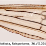 Diogma glabrata : wing