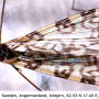 Discobola annulata : habitus - female