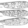 Discobola annulata : wing