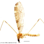 Discobola armorica : habitus - male