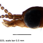 Discobola armorica : body part(s) - head and antenna