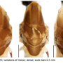 Discobola armorica : body part(s) - thorax
