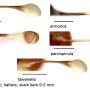 Discobola armorica : body part(s) - thorax