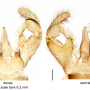 Discobola armorica : hypopygium