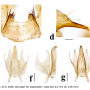 Discobola armorica : hypopygium