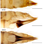 Discobola armorica : ovipositor