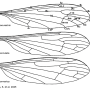 Discobola armorica : wing
