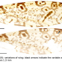 Discobola armorica : wing