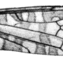 Discobola epiphragmoides : wing