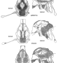 Discobola gibberina : body part(s) - thorax