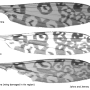 Discobola gibberina : wing